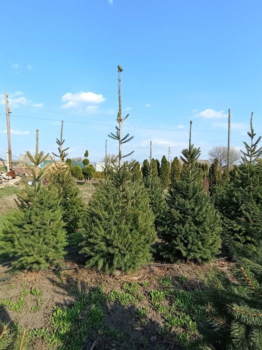 Ель европейская, ёлка.