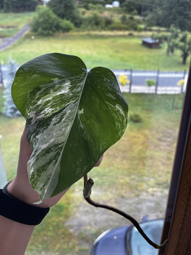 Monstera Variegata