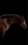 Lusitano letra P