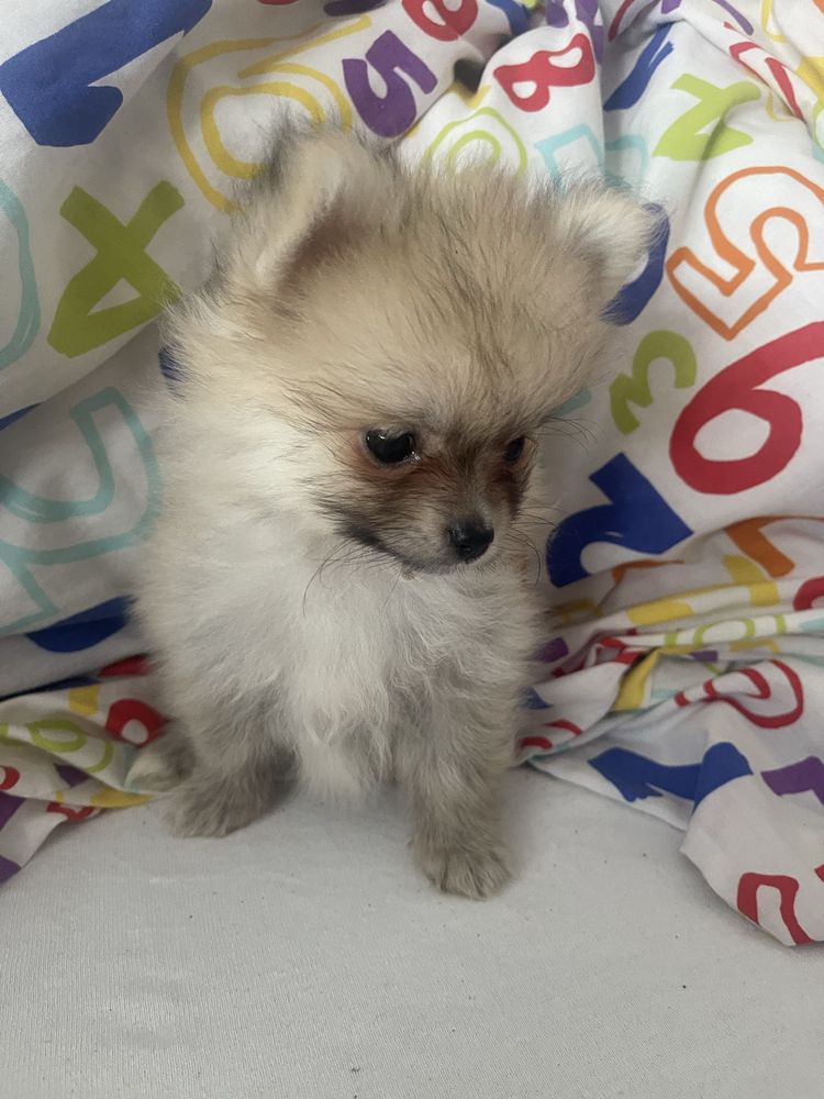 Rezerwacja .Szpic Miniaturowy Pomeranian