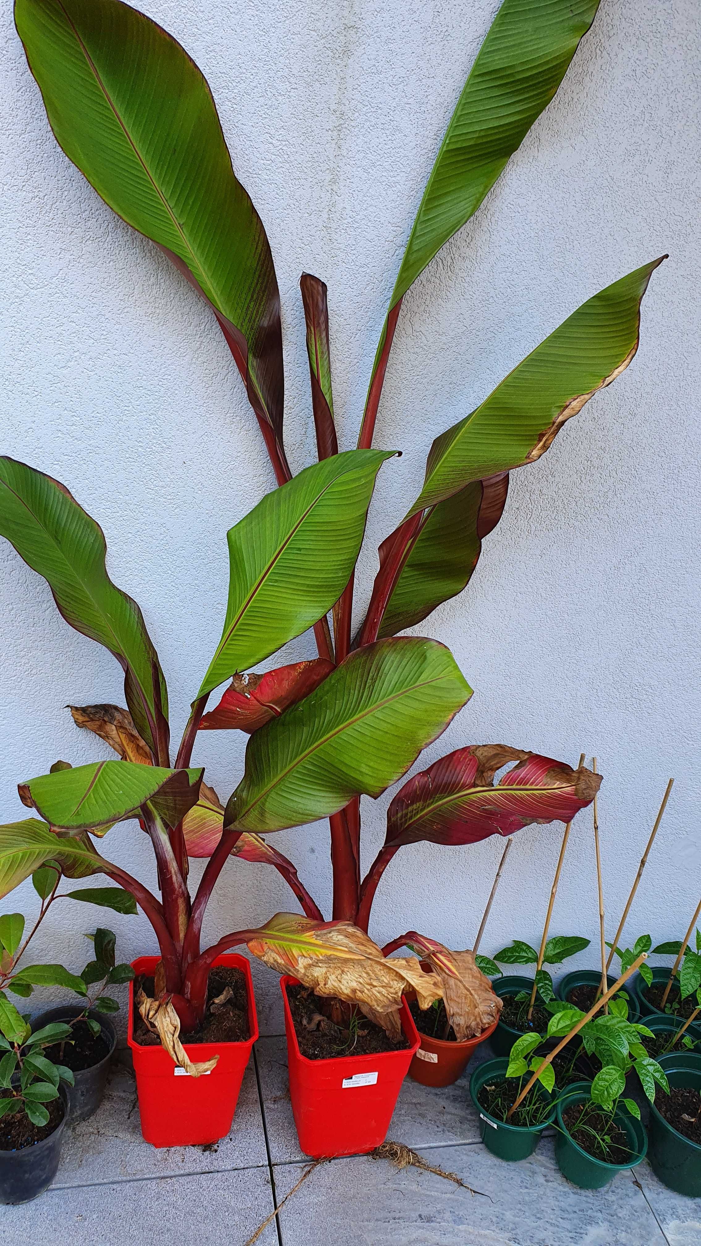 Bananeira ana musa tropicana, bananeira amar