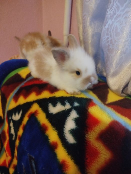 Декоративні кролики