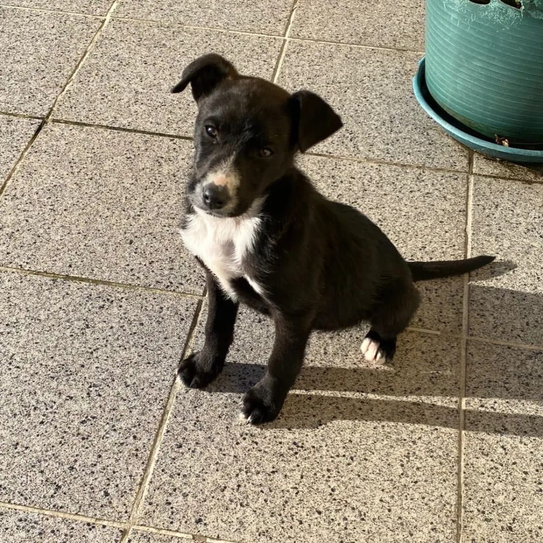 Cachorro para adoção RESPONSÁVEL