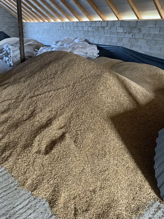 Овес. Сорт Парламентський, урожай 2025 року, перша репродукц