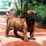 Bullmastiff - zapowiedź szczeniąt