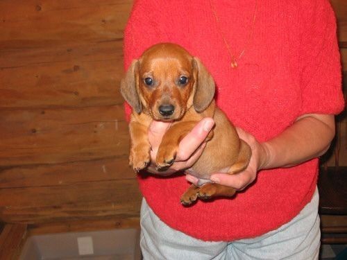 Руда дівчинка, яка несе радість