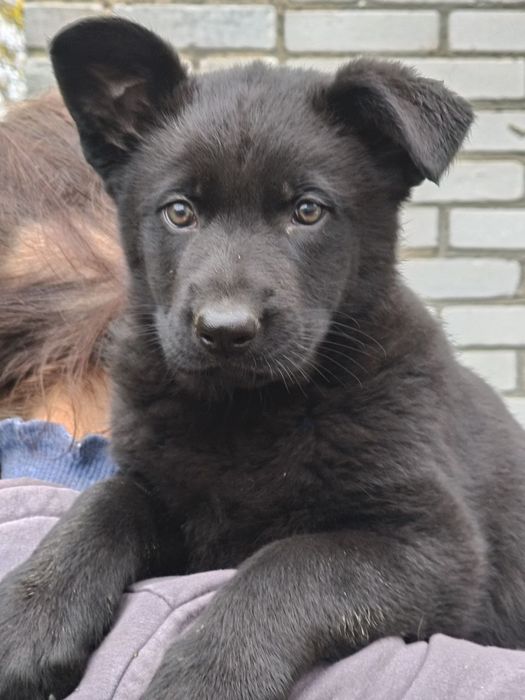 Цуценята німецької вівчарки