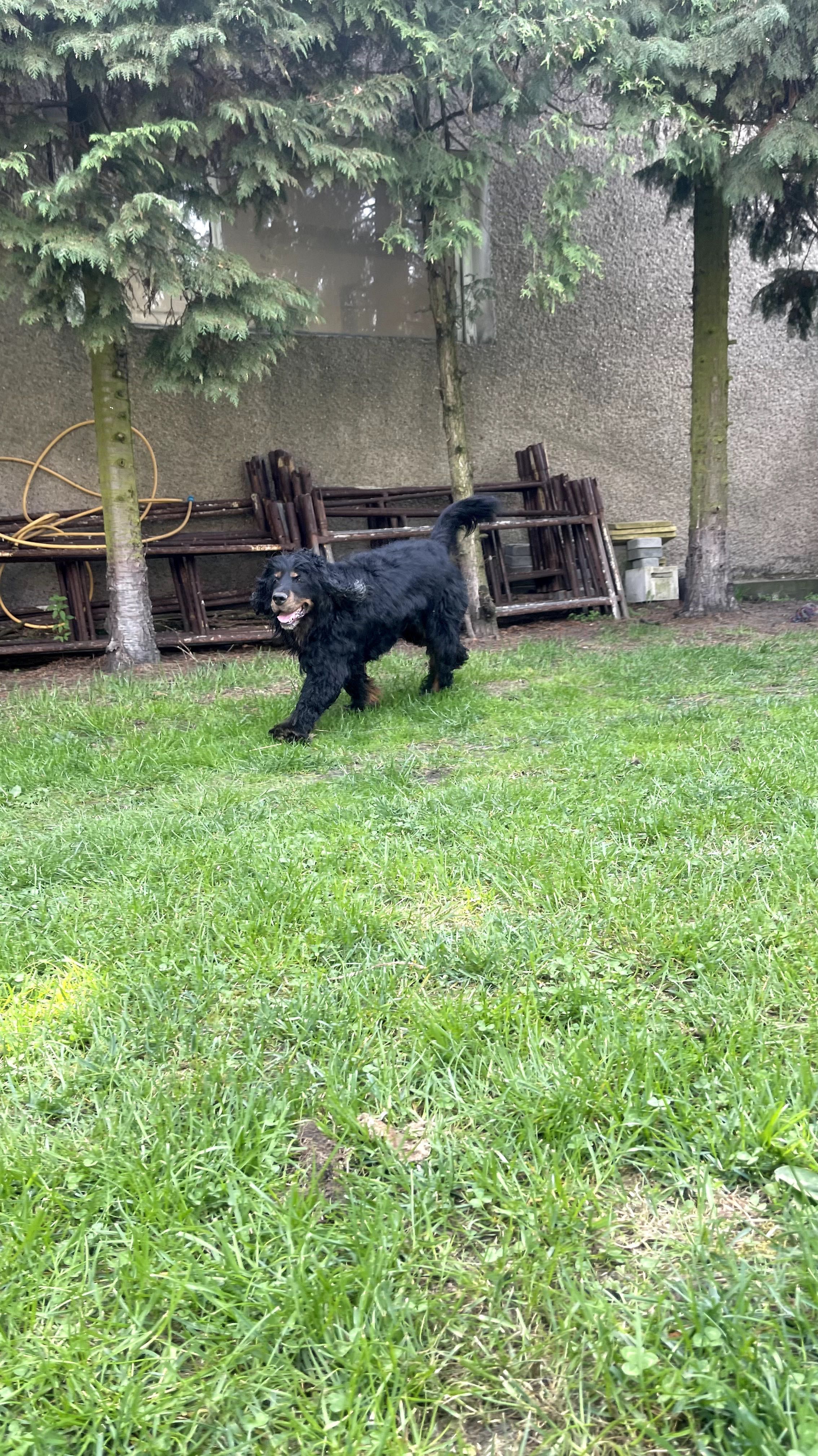 Czarek w typie Spaniela do adopcji