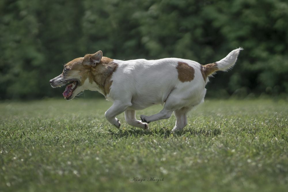 Suczka Jack Russell terrier nr 2/badania genetyczne/wyprawka