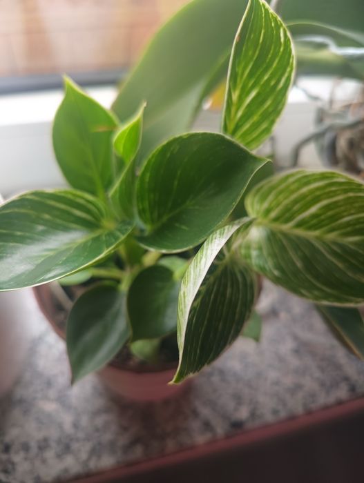 Filodendron Philodendron Birkin