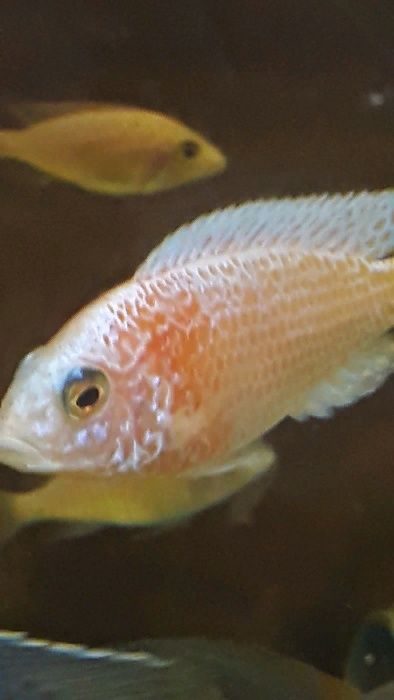 Aulonocara FIRE FISH