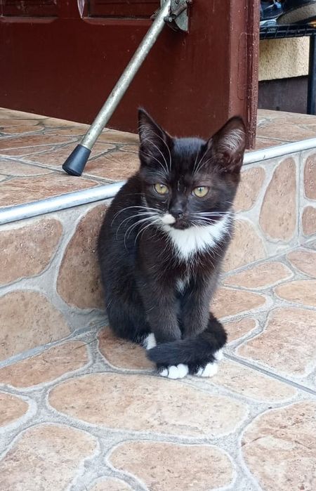 Oddam kotki 4 mięsiące