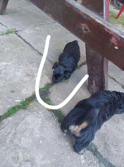 York mix maltańczyk suczka