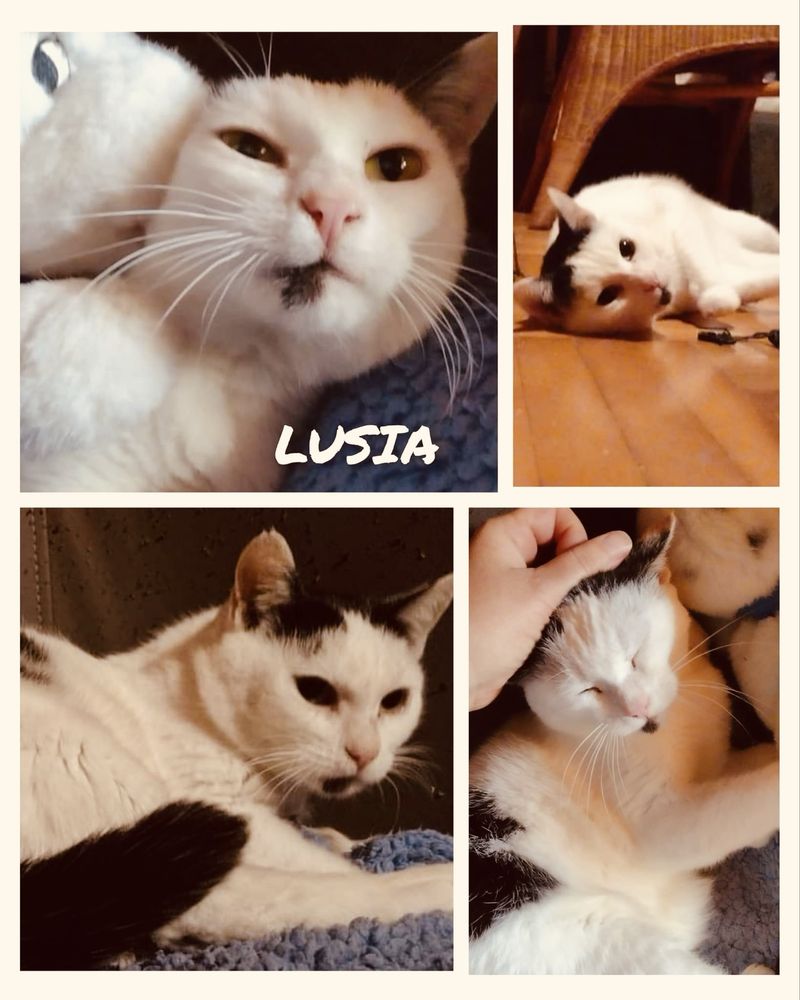 Jestem Lusia! Kochajaca kotka rozglada się za domkiem