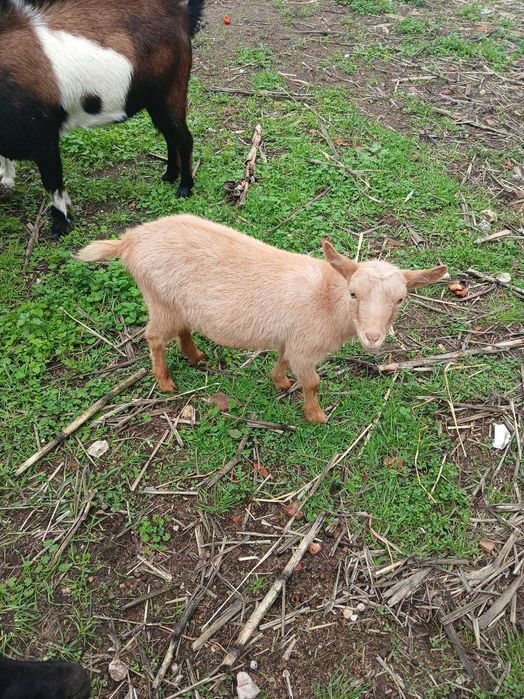 Cabras saudáveis e bonitas