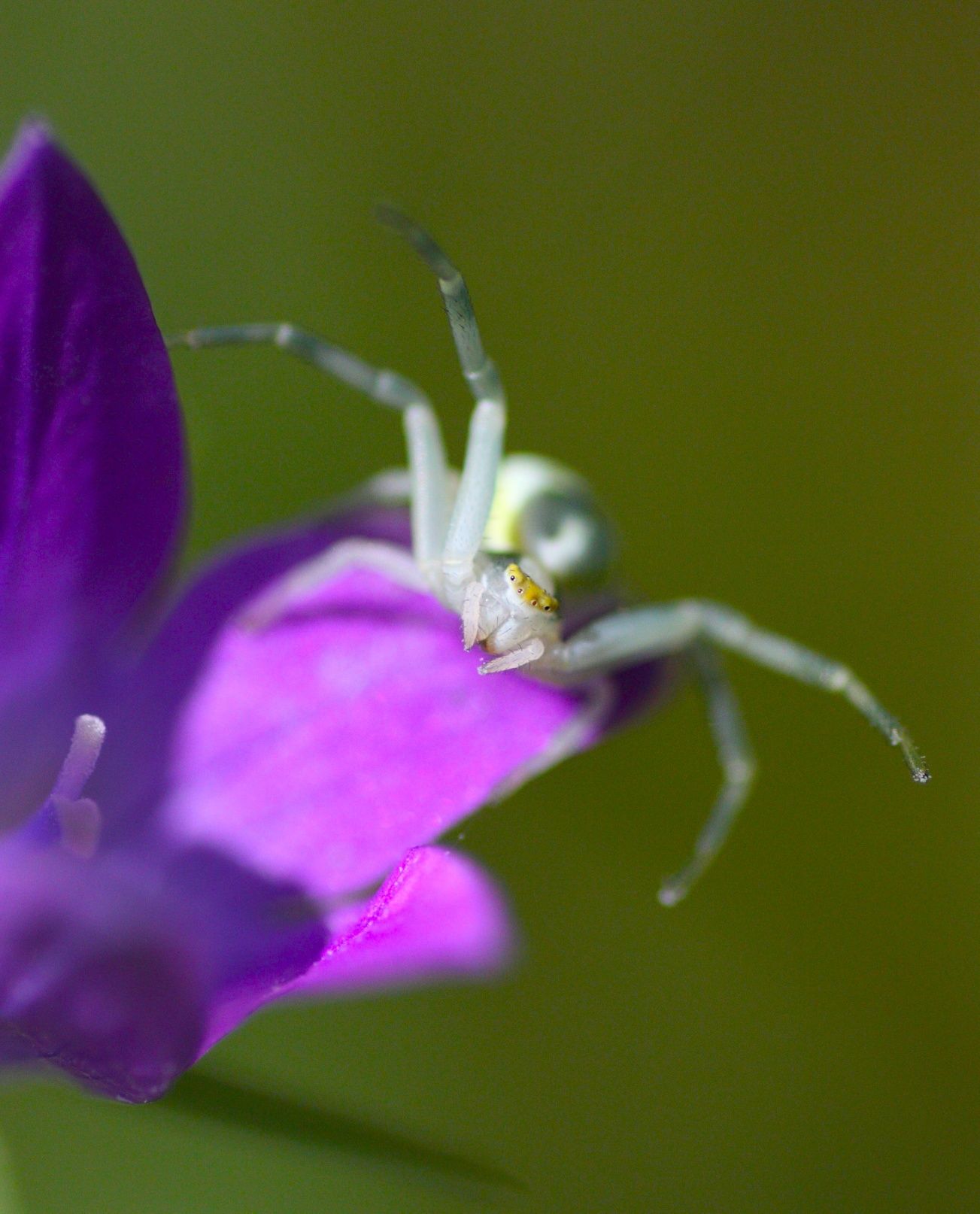 Canon eos 450d + tamron SP AF 90 mm f/2.8 Di Macro zestaw jak NOWY