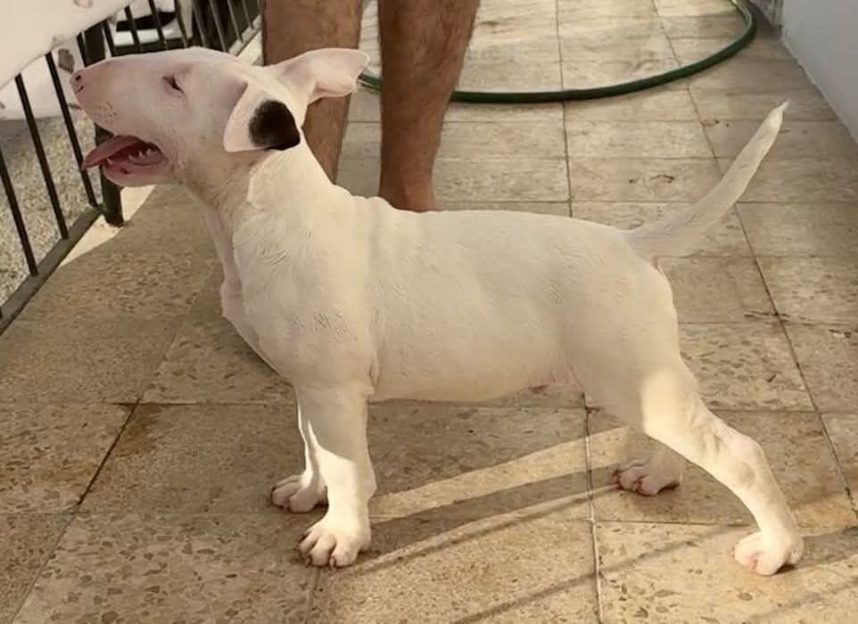 Bull Terrier Disponível