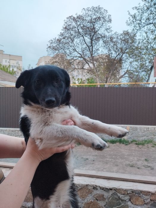 Віддам в добрі руки собачок