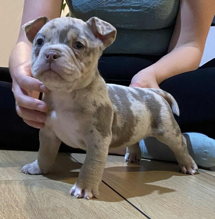 American Bully suczka ABKC