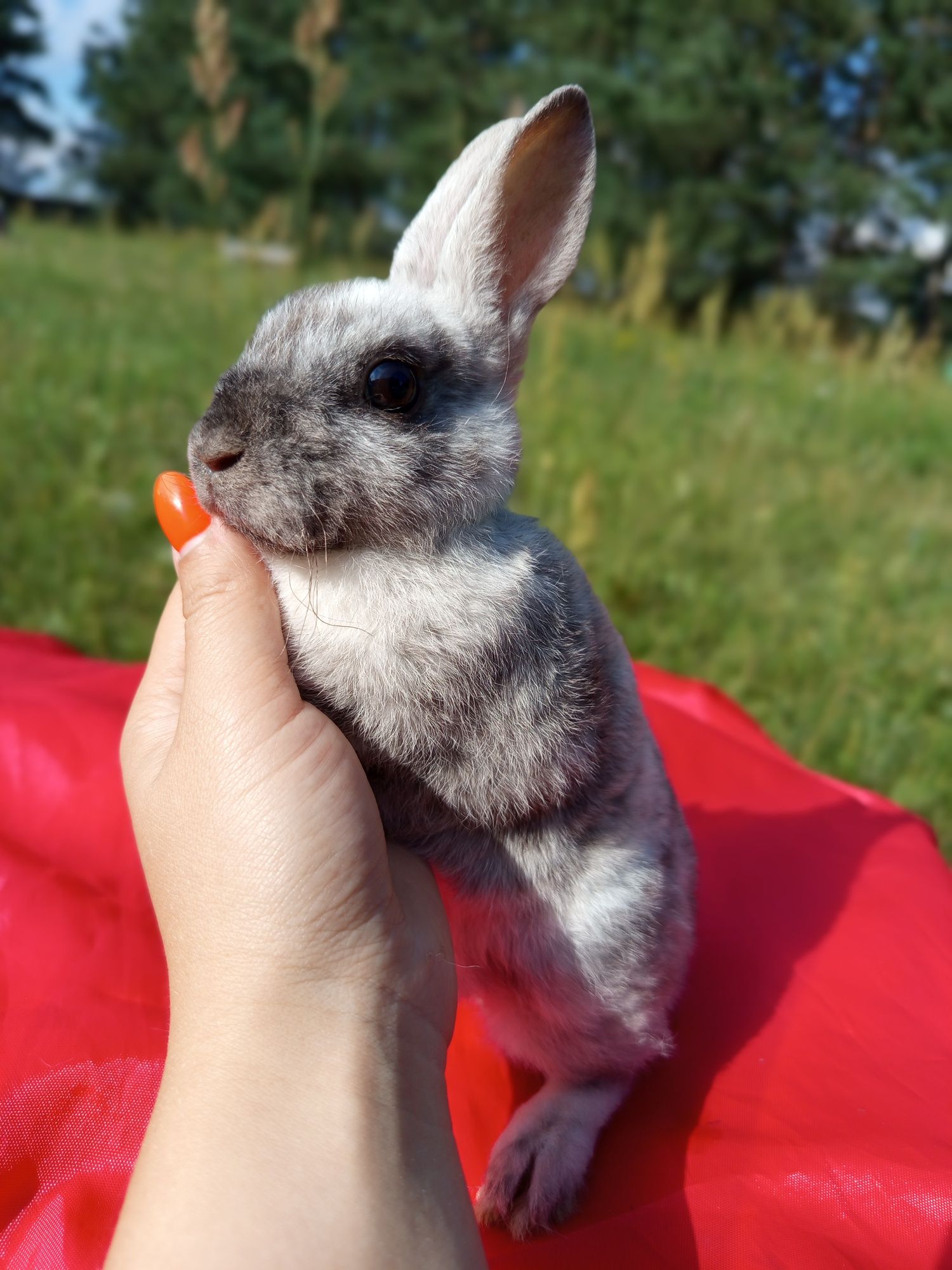 Króliczek królik króliczki baranki rex niderlandzkie