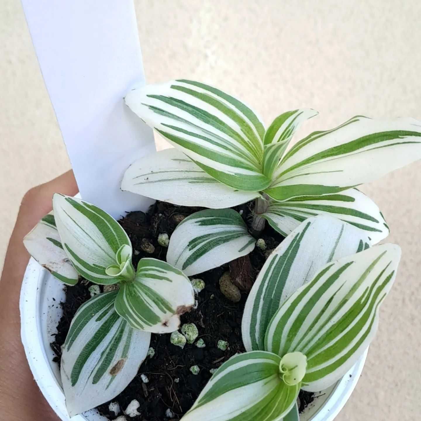 [Planta] Tradescantia Brightness