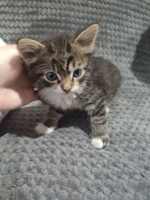 Віддаю кошеня у добрі руки!