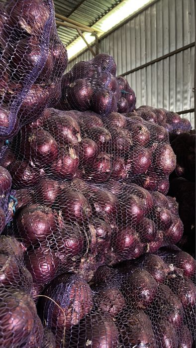 Червона цибуля ДаркоF1