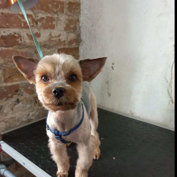 Стрижка собак мелкие и средние породы. Груминг на Кацарской