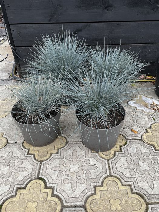 Овсянница сизая / голуьая