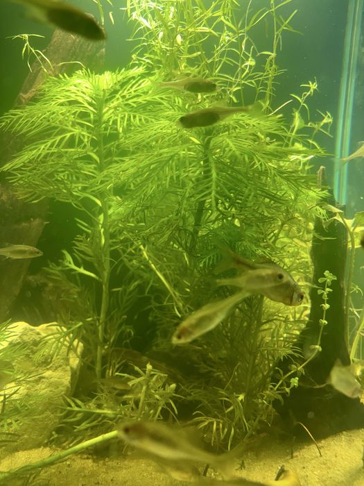 Piękne gotowe Akwarium kostka do 35l , LED pcv pokrywa rosliny ryby !