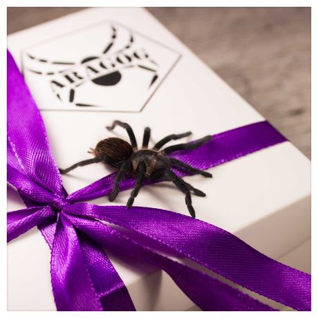 brachypelma-павук птахоїд початківцю,є подарунковий набір паук птицеед