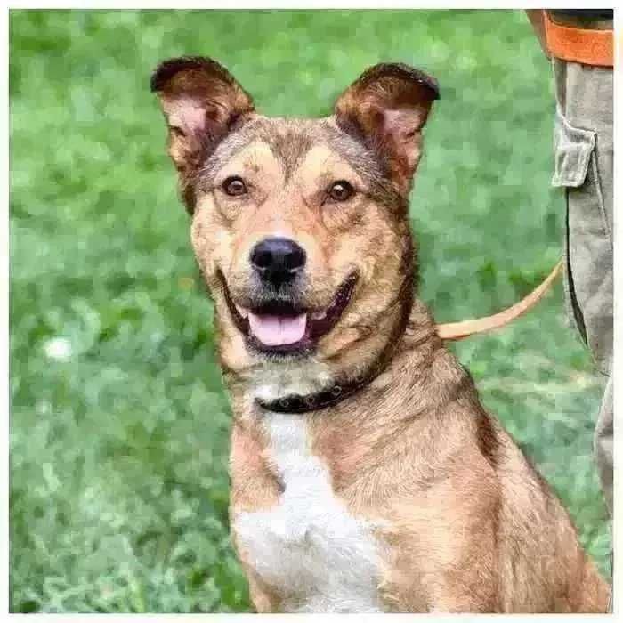 Активный пес Балу ищет дом