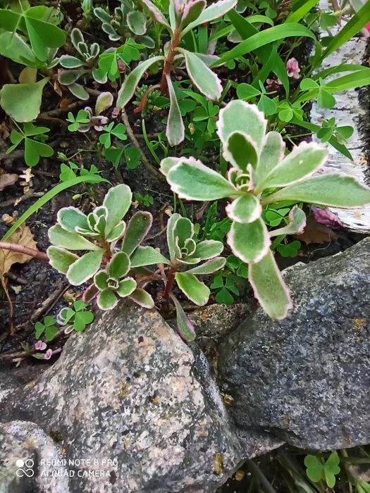 Очиток ( седум) ложный триколор и Ред дракон.