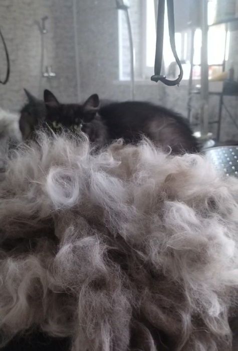 Запрошуємо на грумінг песиків та котиків всіх порід !