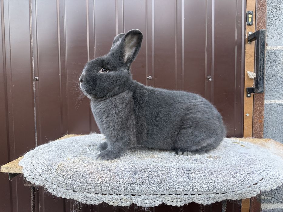 Wiedeński Niebieski Likwidacja