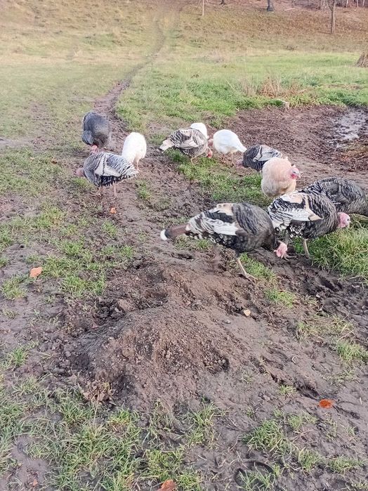 Продаються індики