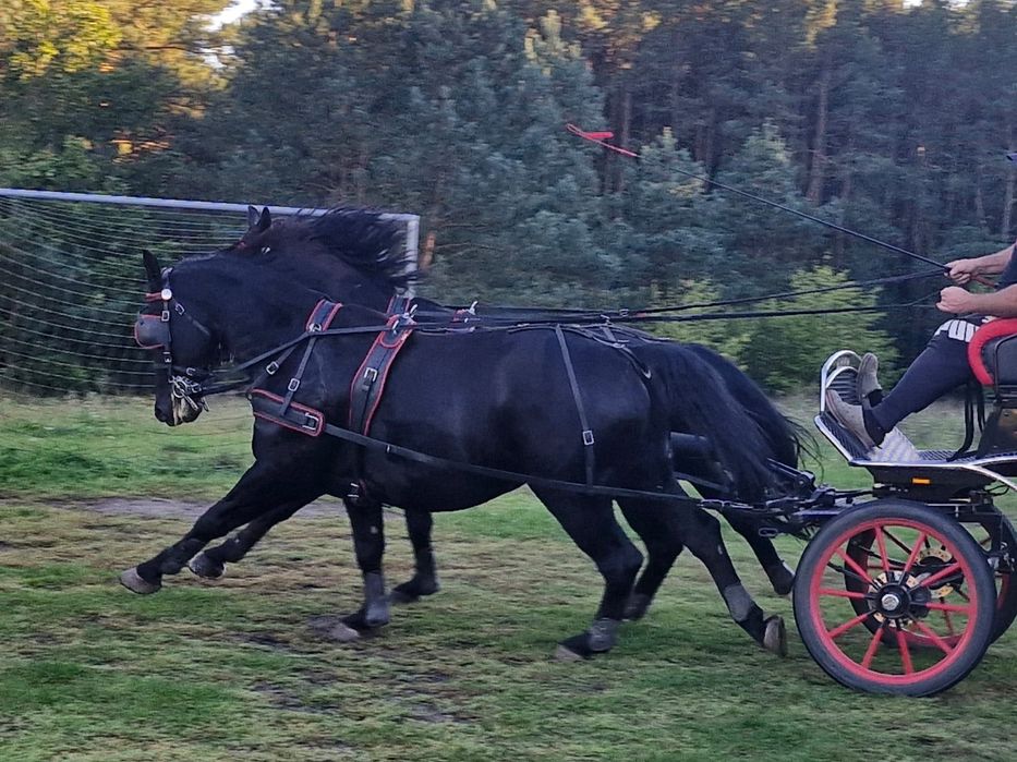 Para koni zaprzęgowych