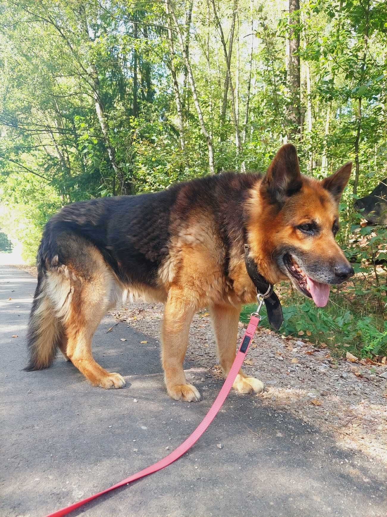 AXEL starszy owczarek bardzo potrzebuje domu, adoptuj 8l. 30kg