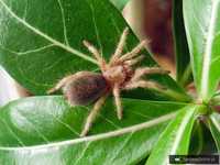 Grammostola rosea L2 (1,5cm) i ponad 100 innych gatunków!