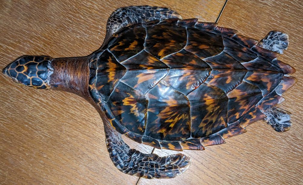 Чучело морской черепахи Логгерхед