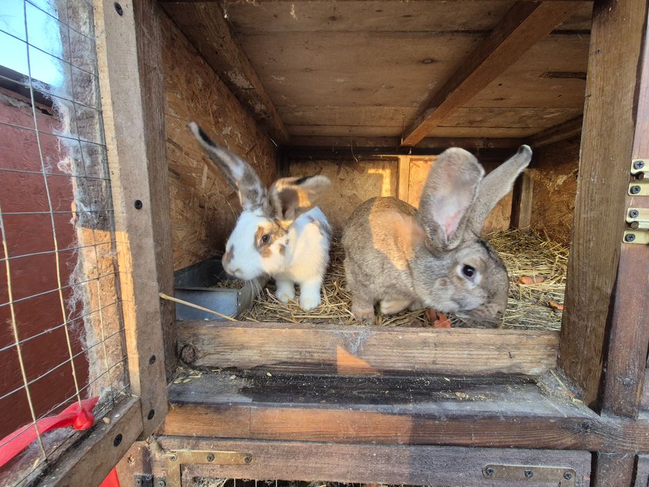 Sprzedam piekne samiczki srokacza