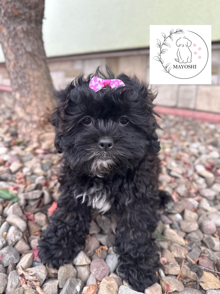 Gazela Suczka DO ODBiORU Shihpoo Maltipoo Wyprawka Badania genetyczne