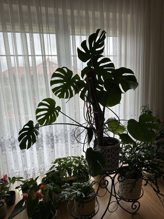 Duża piękna i zadbana Monstera deliciosa