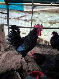 Ovos de galinha galados várias raças