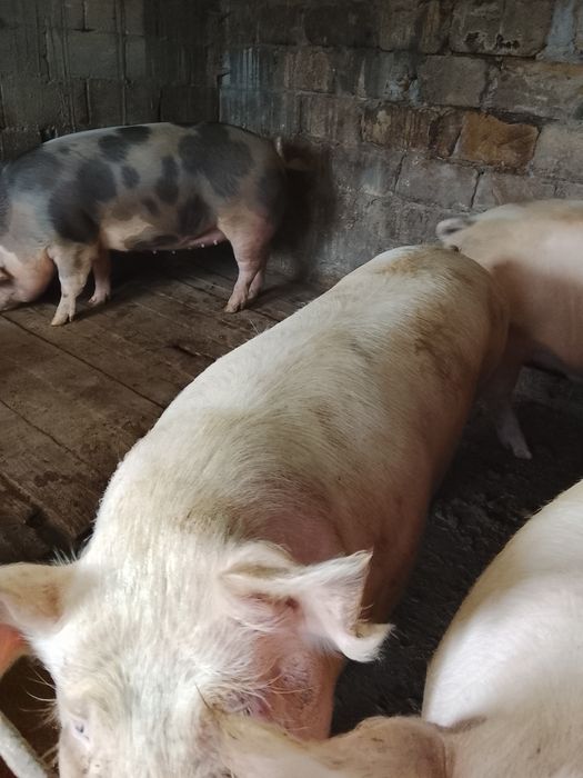 Продаются свині живою вагою 150-170 кг