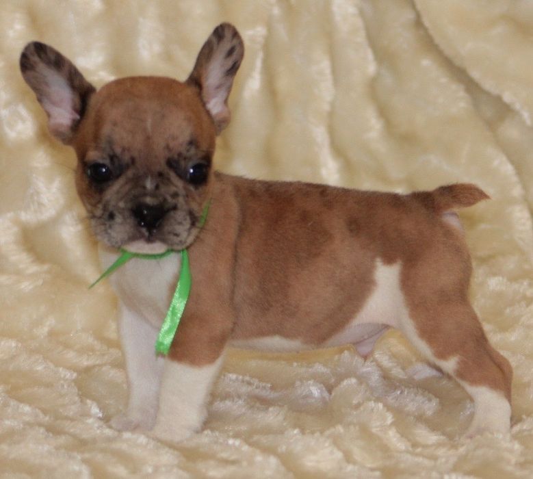 Французький бульдог