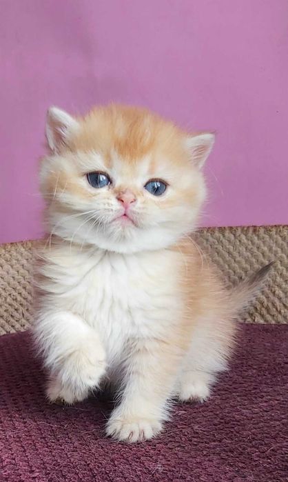 Британські Золоті шиншили дівчатка Іріс та Ізабель