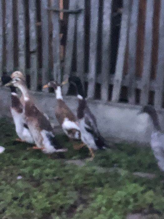 Kaczki biegusy indyjskie