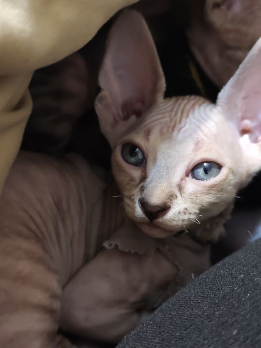 Кішечка Канадського сфінкса