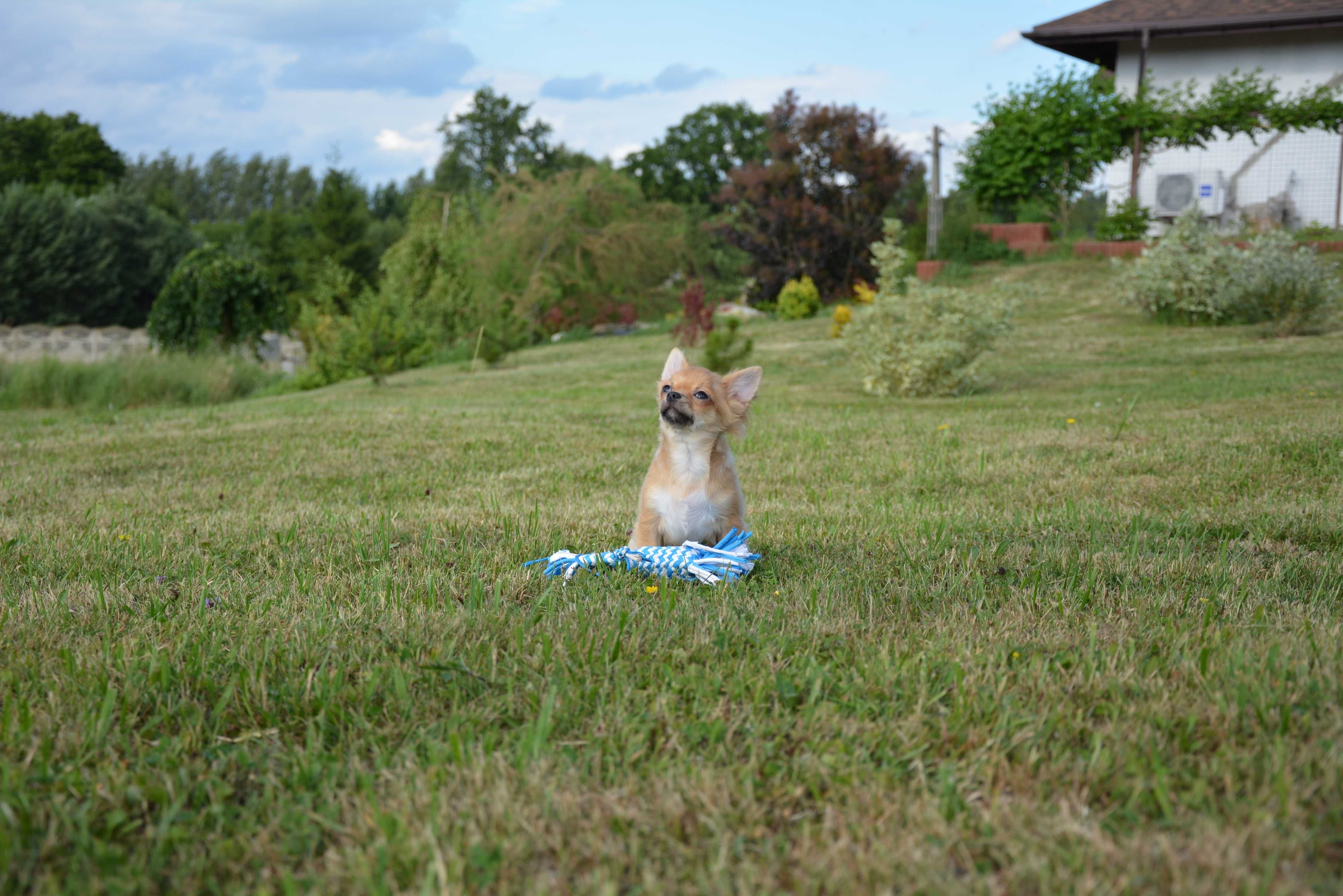 chihuahua chłopak długowłosy ZKwP FCI